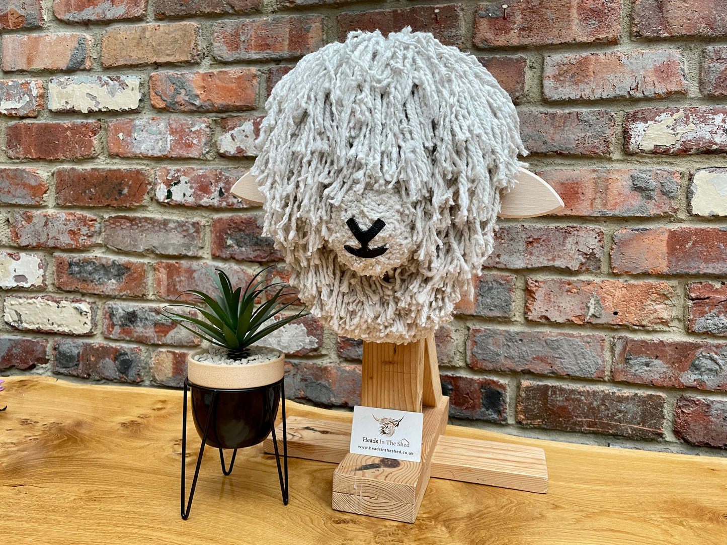 Wall Mounted Cotswold Sheep’s Head